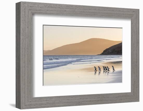 Gentoo Penguin Falkland Islands.-Martin Zwick-Framed Photographic Print