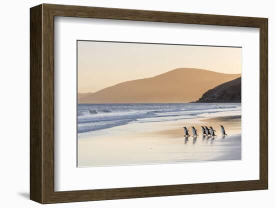 Gentoo Penguin Falkland Islands.-Martin Zwick-Framed Photographic Print