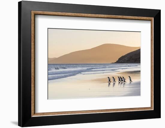 Gentoo Penguin Falkland Islands.-Martin Zwick-Framed Photographic Print