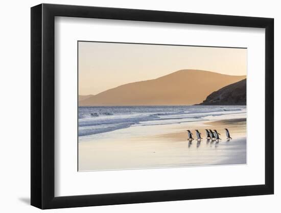 Gentoo Penguin Falkland Islands.-Martin Zwick-Framed Photographic Print