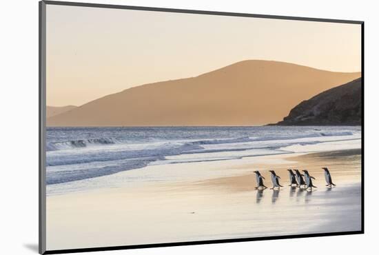 Gentoo Penguin Falkland Islands.-Martin Zwick-Mounted Photographic Print