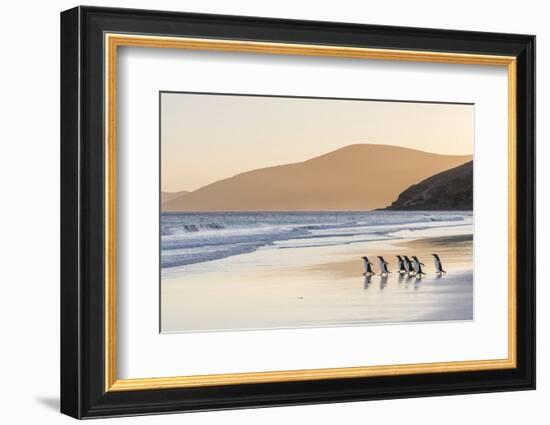 Gentoo Penguin Falkland Islands.-Martin Zwick-Framed Photographic Print