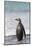 Gentoo Penguin Falkland Islands.-Martin Zwick-Mounted Photographic Print