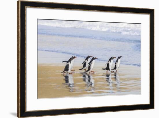 Gentoo Penguin Falkland Islands.-Martin Zwick-Framed Premium Photographic Print