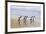 Gentoo Penguin Falkland Islands.-Martin Zwick-Framed Premium Photographic Print