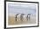 Gentoo Penguin Falkland Islands.-Martin Zwick-Framed Premium Photographic Print