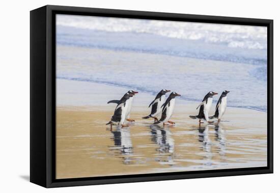 Gentoo Penguin Falkland Islands.-Martin Zwick-Framed Premier Image Canvas