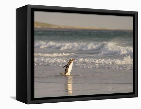 Gentoo Penguin Falkland Islands.-Martin Zwick-Framed Premier Image Canvas