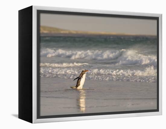 Gentoo Penguin Falkland Islands.-Martin Zwick-Framed Premier Image Canvas