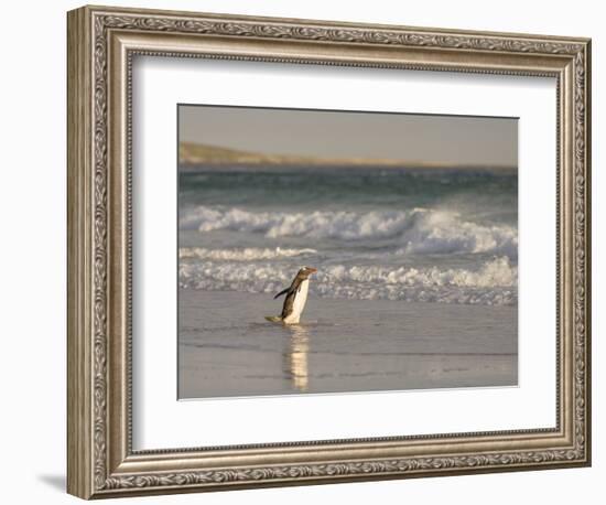 Gentoo Penguin Falkland Islands.-Martin Zwick-Framed Photographic Print