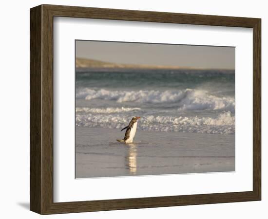 Gentoo Penguin Falkland Islands.-Martin Zwick-Framed Photographic Print