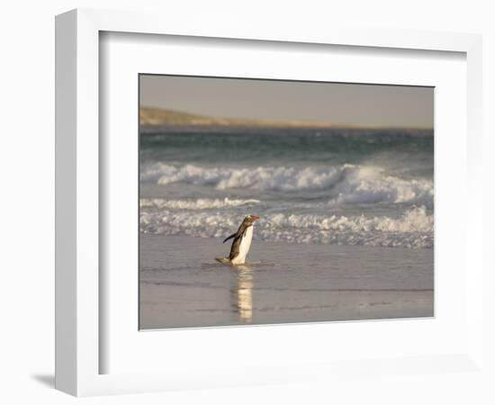 Gentoo Penguin Falkland Islands.-Martin Zwick-Framed Photographic Print