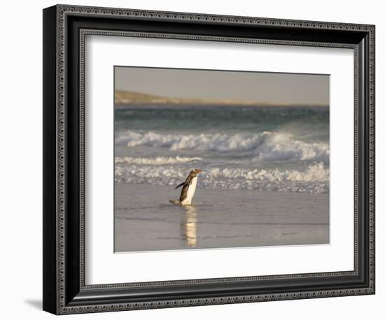 Gentoo Penguin Falkland Islands.-Martin Zwick-Framed Photographic Print