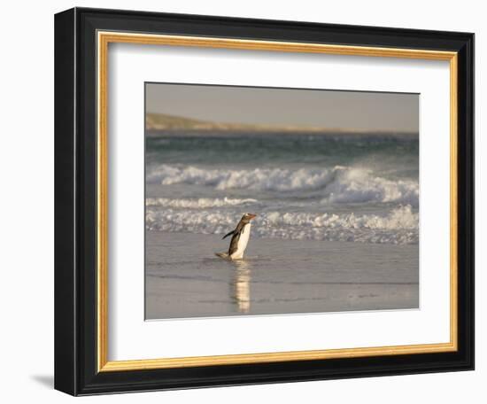 Gentoo Penguin Falkland Islands.-Martin Zwick-Framed Photographic Print