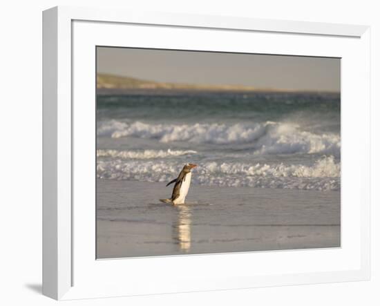 Gentoo Penguin Falkland Islands.-Martin Zwick-Framed Photographic Print