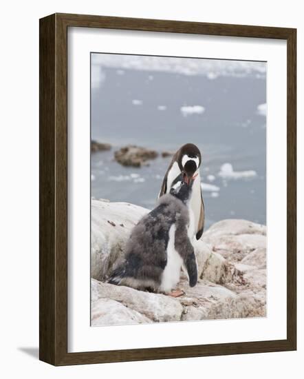 Gentoo Penguin Feeding Chick, Neko Harbour, Antarctic Peninsula, Antarctica, Polar Regions-Robert Harding-Framed Photographic Print