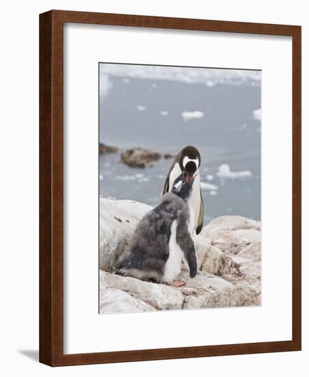 Gentoo Penguin Feeding Chick, Neko Harbour, Antarctic Peninsula, Antarctica, Polar Regions-Robert Harding-Framed Photographic Print