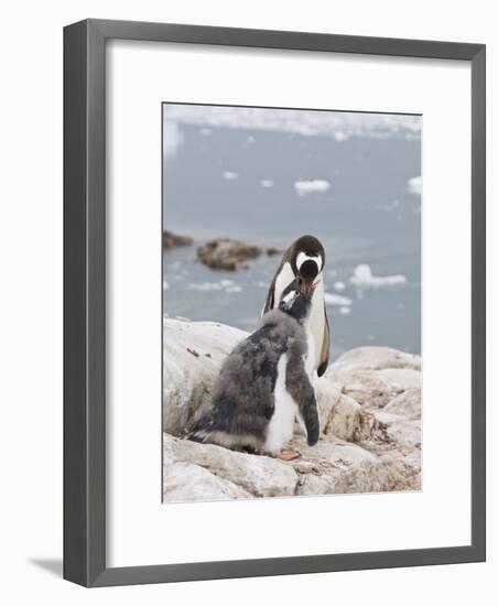 Gentoo Penguin Feeding Chick, Neko Harbour, Antarctic Peninsula, Antarctica, Polar Regions-Robert Harding-Framed Photographic Print