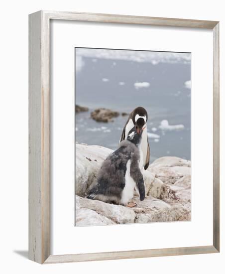 Gentoo Penguin Feeding Chick, Neko Harbour, Antarctic Peninsula, Antarctica, Polar Regions-Robert Harding-Framed Photographic Print