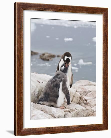 Gentoo Penguin Feeding Chick, Neko Harbour, Antarctic Peninsula, Antarctica, Polar Regions-Robert Harding-Framed Photographic Print