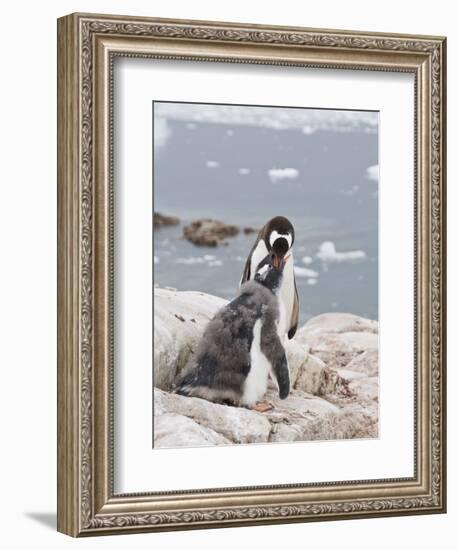 Gentoo Penguin Feeding Chick, Neko Harbour, Antarctic Peninsula, Antarctica, Polar Regions-Robert Harding-Framed Photographic Print