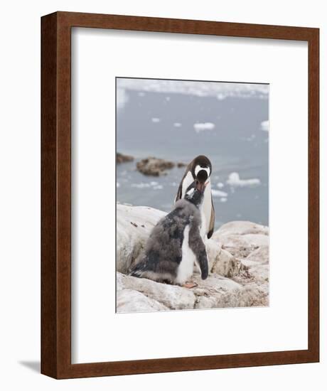 Gentoo Penguin Feeding Chick, Neko Harbour, Antarctic Peninsula, Antarctica, Polar Regions-Robert Harding-Framed Photographic Print