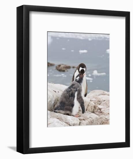 Gentoo Penguin Feeding Chick, Neko Harbour, Antarctic Peninsula, Antarctica, Polar Regions-Robert Harding-Framed Photographic Print