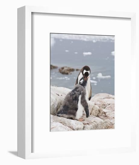 Gentoo Penguin Feeding Chick, Neko Harbour, Antarctic Peninsula, Antarctica, Polar Regions-Robert Harding-Framed Photographic Print