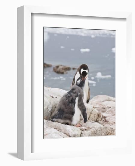 Gentoo Penguin Feeding Chick, Neko Harbour, Antarctic Peninsula, Antarctica, Polar Regions-Robert Harding-Framed Photographic Print