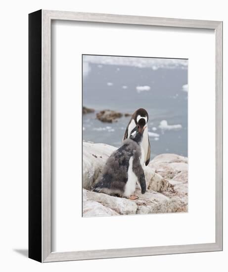 Gentoo Penguin Feeding Chick, Neko Harbour, Antarctic Peninsula, Antarctica, Polar Regions-Robert Harding-Framed Photographic Print