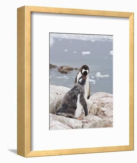 Gentoo Penguin Feeding Chick, Neko Harbour, Antarctic Peninsula, Antarctica, Polar Regions-Robert Harding-Framed Photographic Print