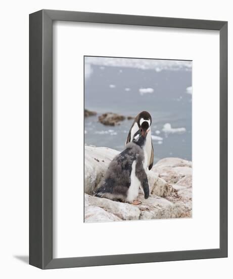 Gentoo Penguin Feeding Chick, Neko Harbour, Antarctic Peninsula, Antarctica, Polar Regions-Robert Harding-Framed Photographic Print
