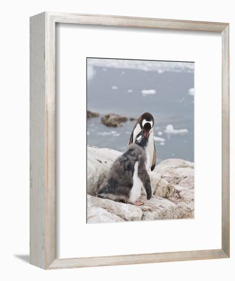 Gentoo Penguin Feeding Chick, Neko Harbour, Antarctic Peninsula, Antarctica, Polar Regions-Robert Harding-Framed Photographic Print