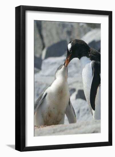 Gentoo Penguin Feeding Chick-Louise Murray-Framed Photographic Print