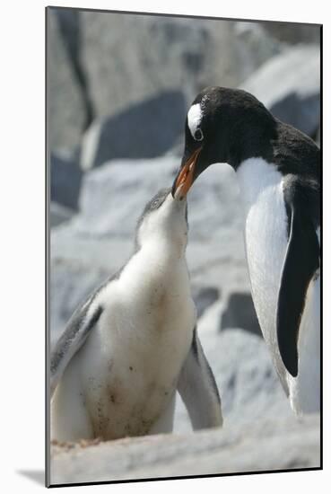 Gentoo Penguin Feeding Chick-Louise Murray-Mounted Photographic Print