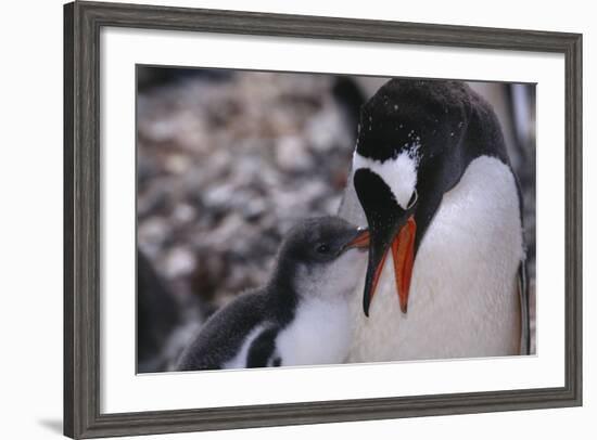 Gentoo Penguin Feeding Chick-DLILLC-Framed Photographic Print