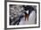 Gentoo Penguin Feeding Chick-DLILLC-Framed Photographic Print