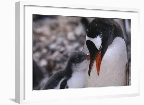 Gentoo Penguin Feeding Chick-DLILLC-Framed Photographic Print