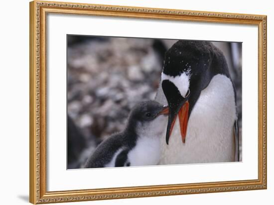 Gentoo Penguin Feeding Chick-DLILLC-Framed Photographic Print