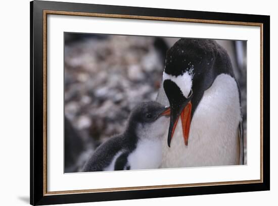 Gentoo Penguin Feeding Chick-DLILLC-Framed Photographic Print