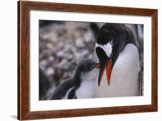 Gentoo Penguin Feeding Chick-DLILLC-Framed Photographic Print