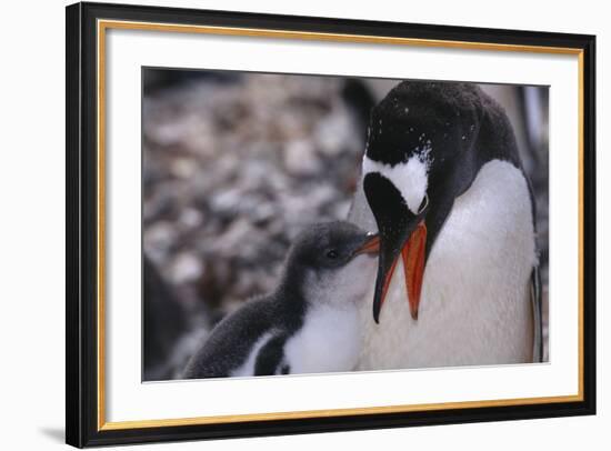 Gentoo Penguin Feeding Chick-DLILLC-Framed Photographic Print