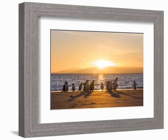 Gentoo penguin on a sandy beach in the Falkland Islands in January.-Martin Zwick-Framed Photographic Print