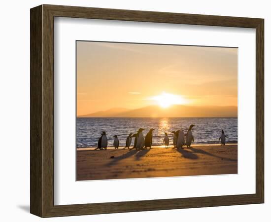 Gentoo penguin on a sandy beach in the Falkland Islands in January.-Martin Zwick-Framed Photographic Print