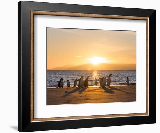 Gentoo penguin on a sandy beach in the Falkland Islands in January.-Martin Zwick-Framed Photographic Print