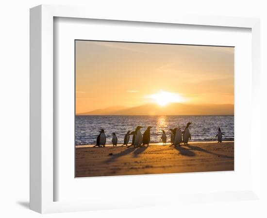 Gentoo penguin on a sandy beach in the Falkland Islands in January.-Martin Zwick-Framed Photographic Print