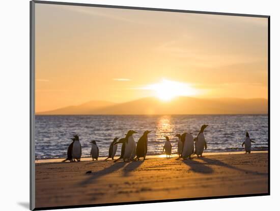 Gentoo penguin on a sandy beach in the Falkland Islands in January.-Martin Zwick-Mounted Photographic Print