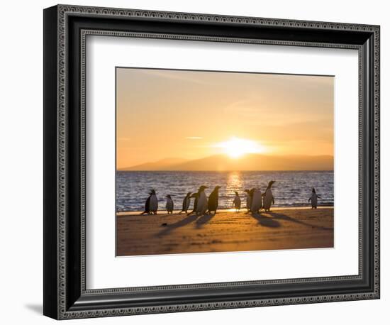 Gentoo penguin on a sandy beach in the Falkland Islands in January.-Martin Zwick-Framed Photographic Print