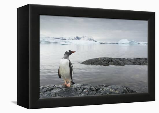 Gentoo Penguin on Cuverville Island, Antarctica-Paul Souders-Framed Premier Image Canvas