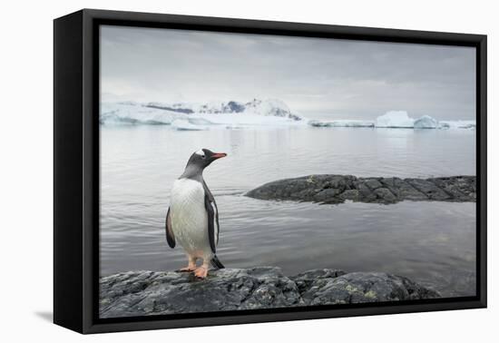 Gentoo Penguin on Cuverville Island, Antarctica-Paul Souders-Framed Premier Image Canvas